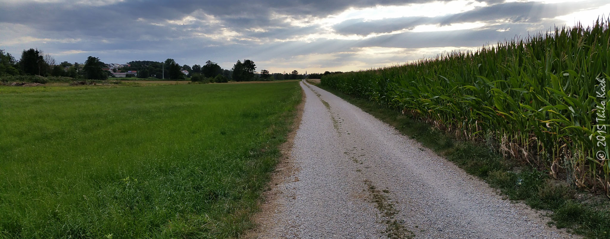 Feldweg am Maisfeld