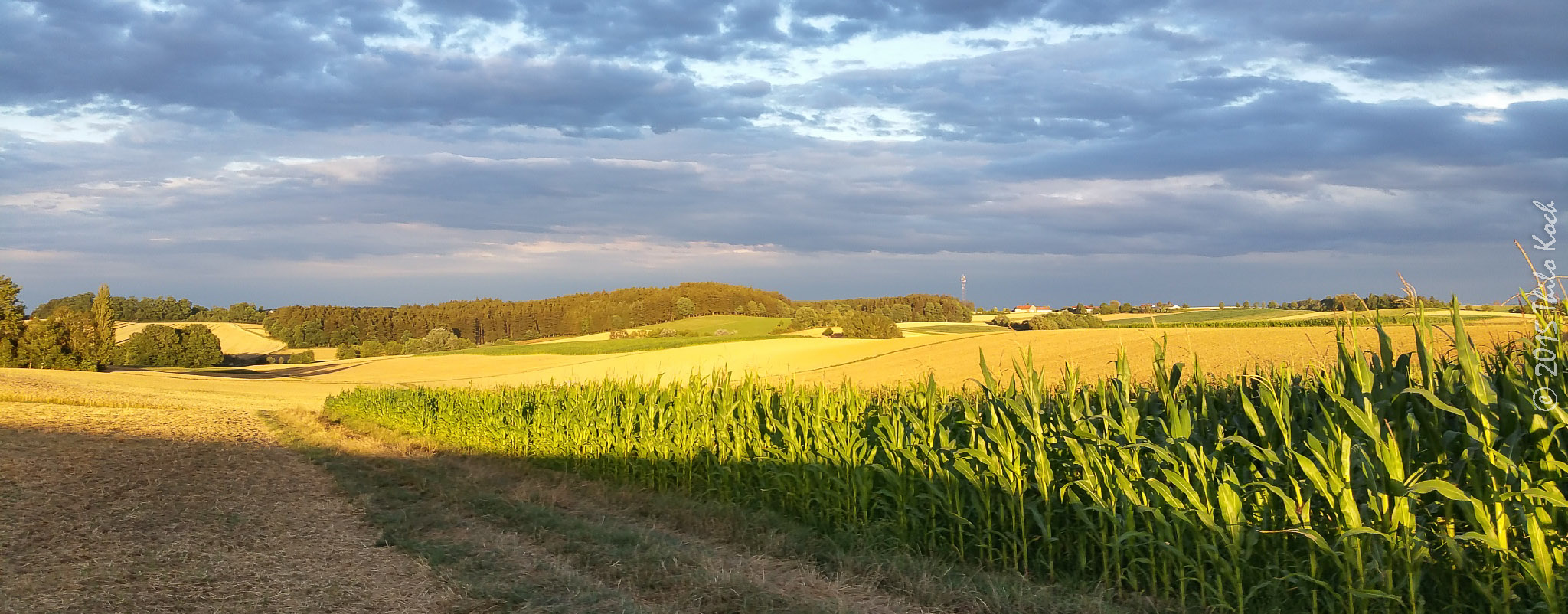 Maisfeld in der Abendsonne